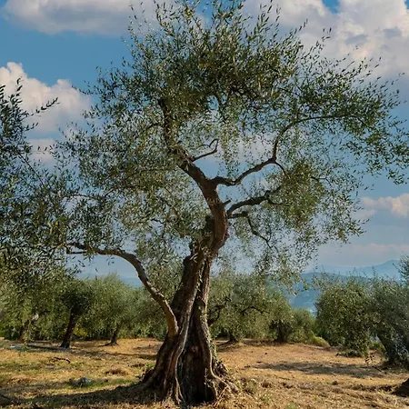 Casetta Maduneta Immersa In Un Oliveto Prázdninový dům *