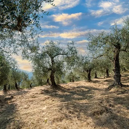 Casetta Maduneta Immersa In Un Oliveto بيت للعطل *